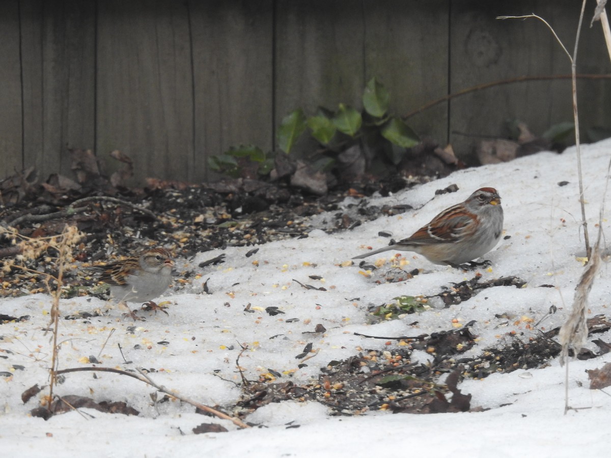 Chipping Sparrow - ML310455551
