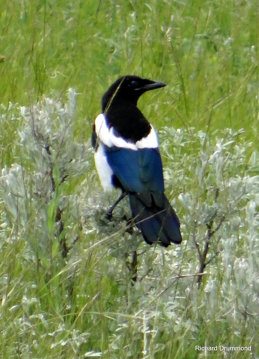 Black-billed Magpie - Richard and Janice Drummond