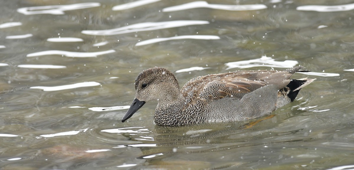 Gadwall - ML310456741