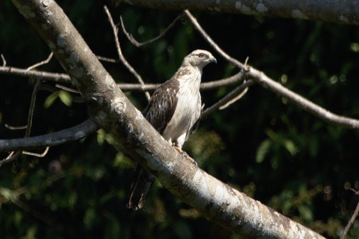 Oriental Honey-buzzard - ML310457941