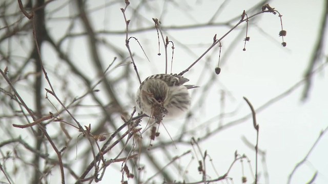 Hoary Redpoll (exilipes) - ML310460271