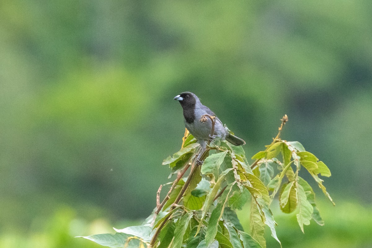 Black-faced Tanager - ML310460421