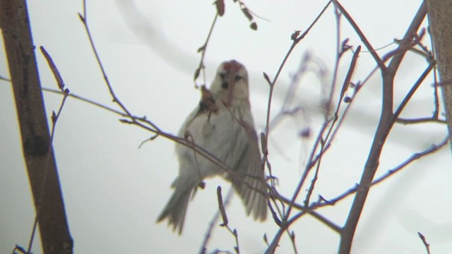 Redpoll (exilipes) - ML310460511