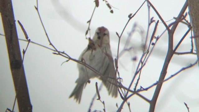 Hoary Redpoll (exilipes) - ML310460511