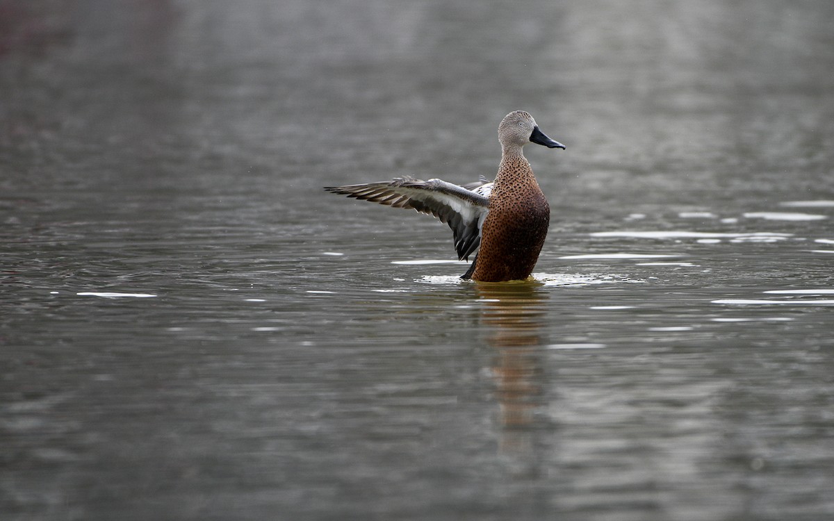 Red Shoveler - Jorge Lopez Moreno