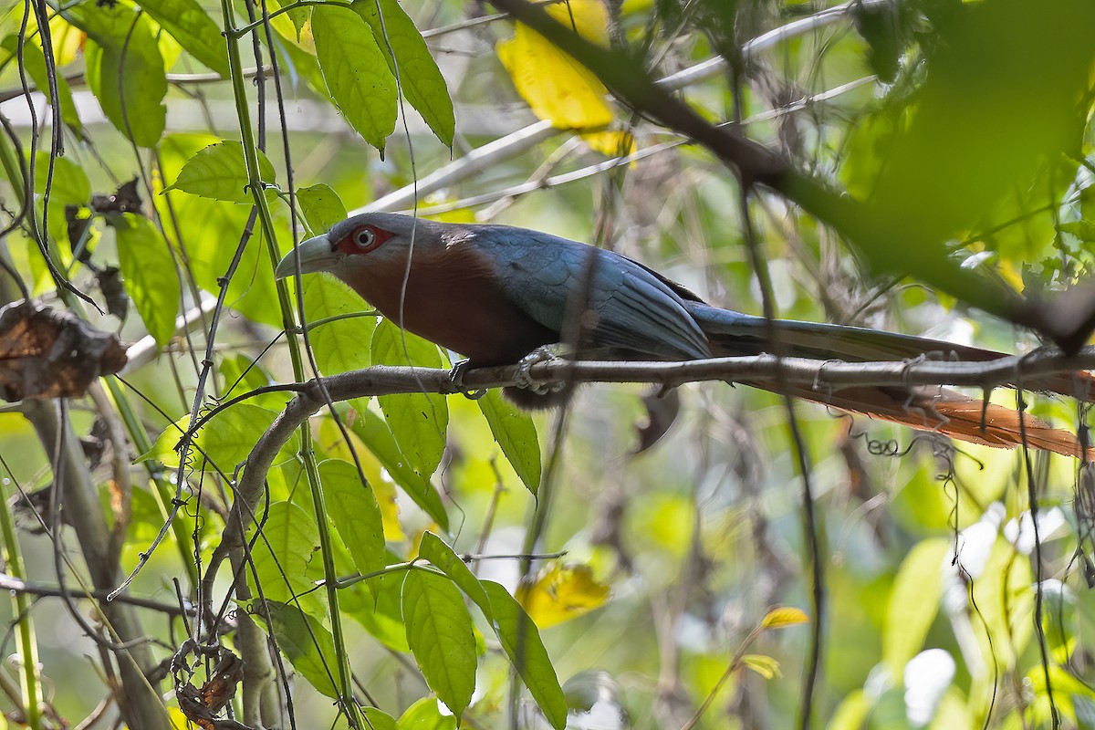 Chestnut-breasted Malkoha - ML310463901