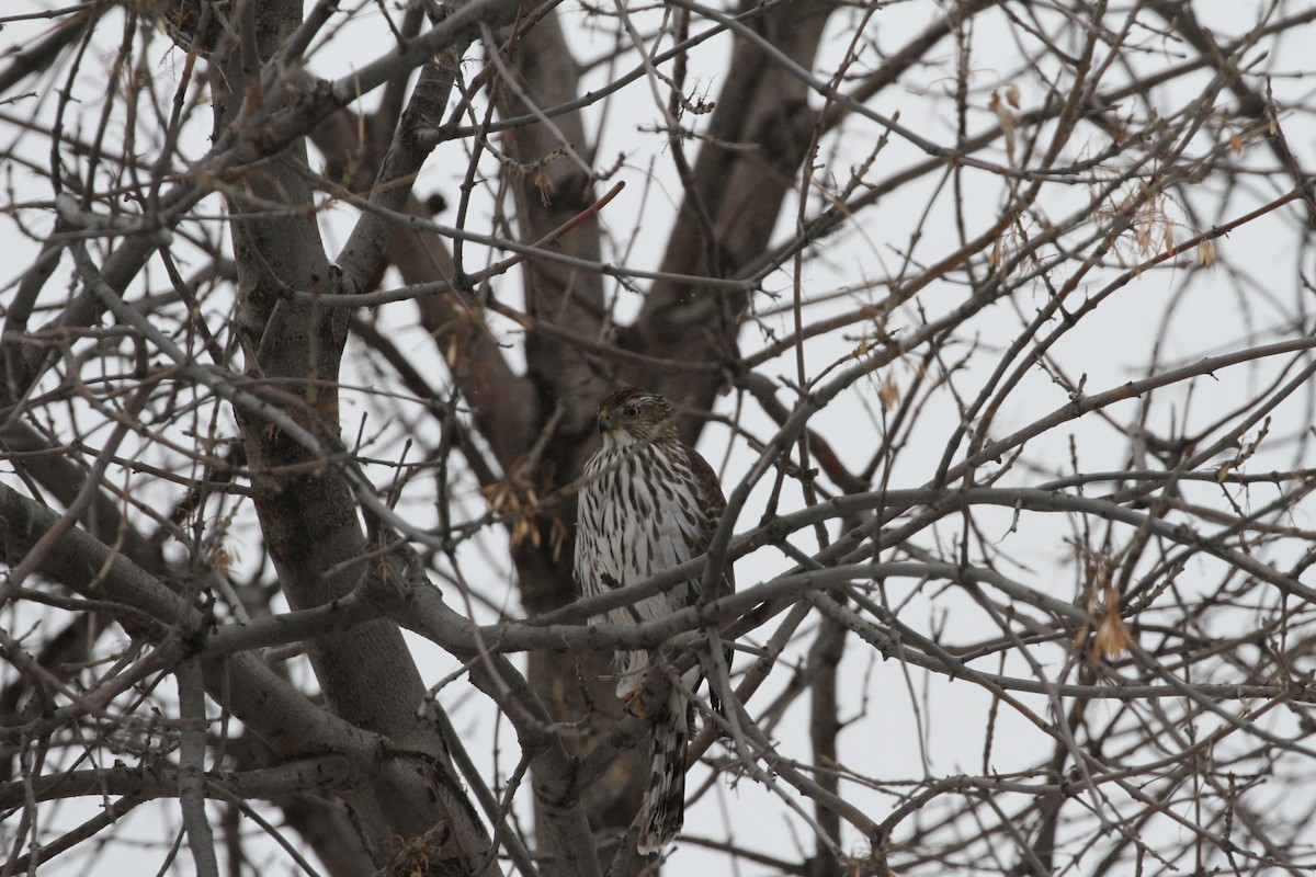 Cooper's Hawk - ML310464331