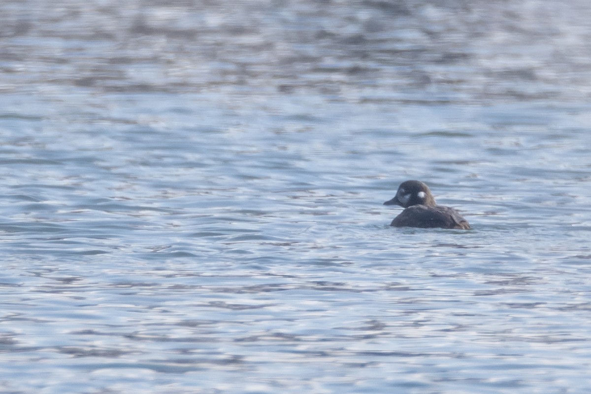 Harlequin Duck - ML310464391