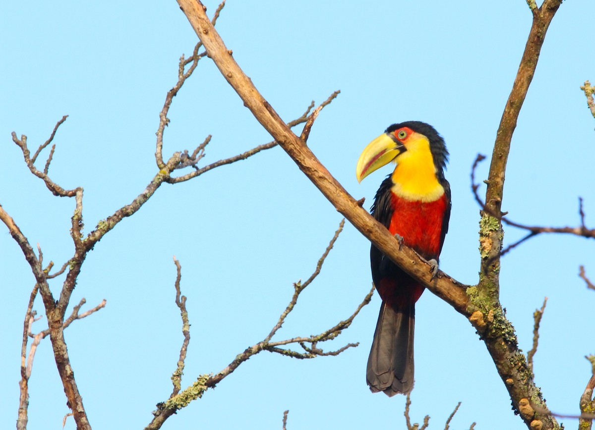 Red-breasted Toucan - ML310464441