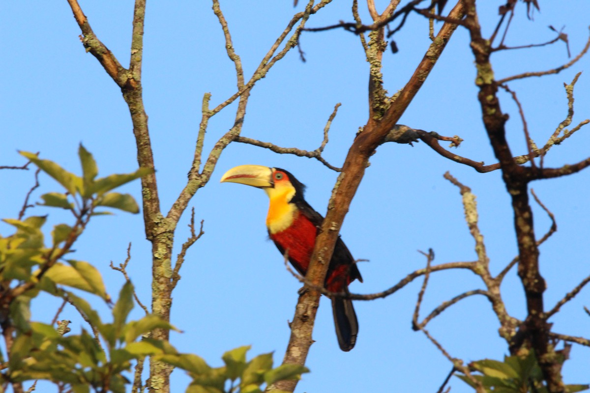 Red-breasted Toucan - ML310464481