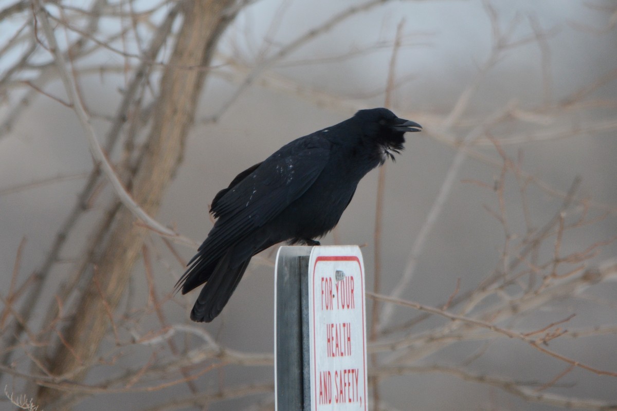 Fish Crow - ML310465441