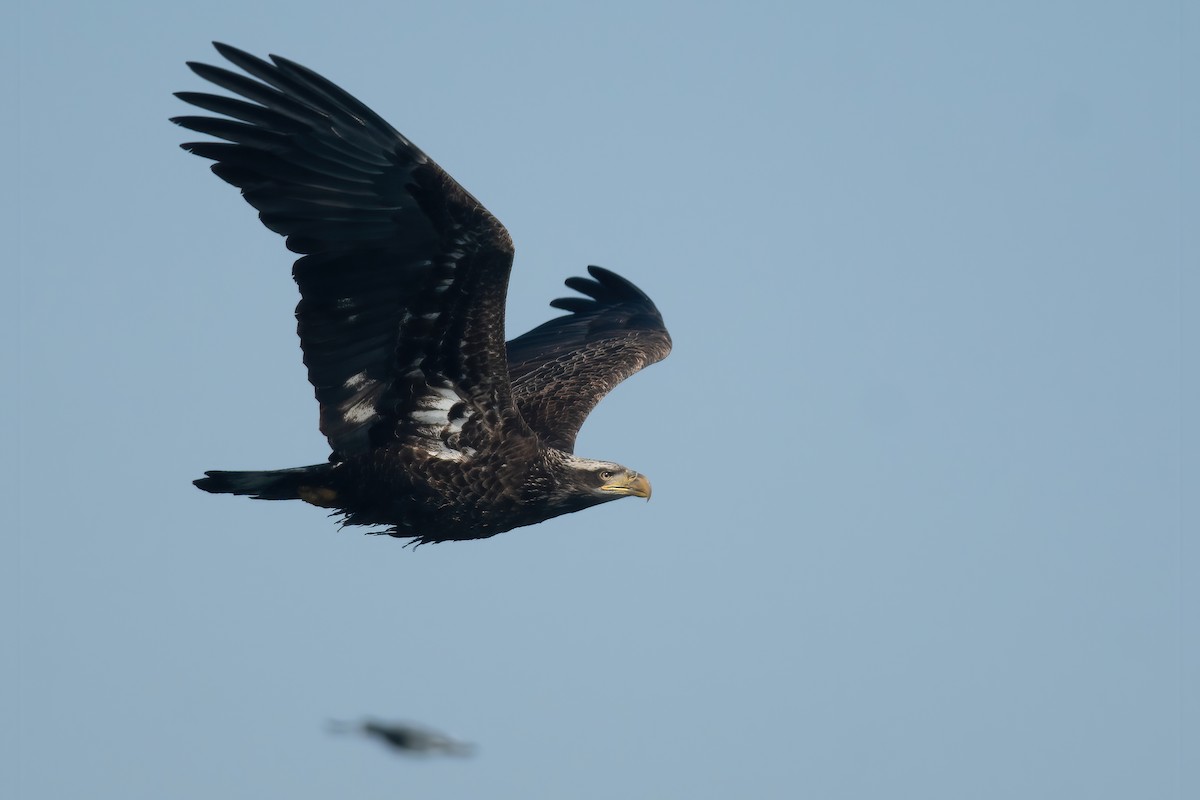 Bald Eagle - ML310466171