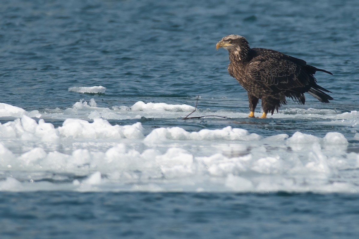 Weißkopf-Seeadler - ML310467751