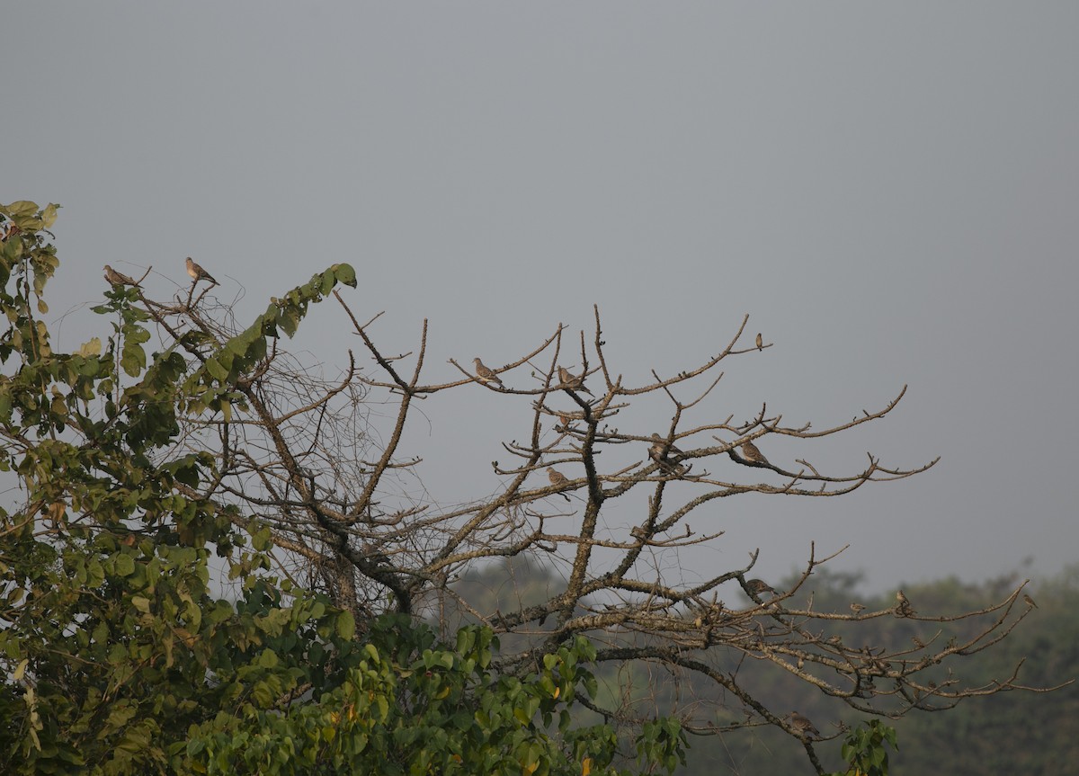 Oriental Turtle-Dove - ML310468671