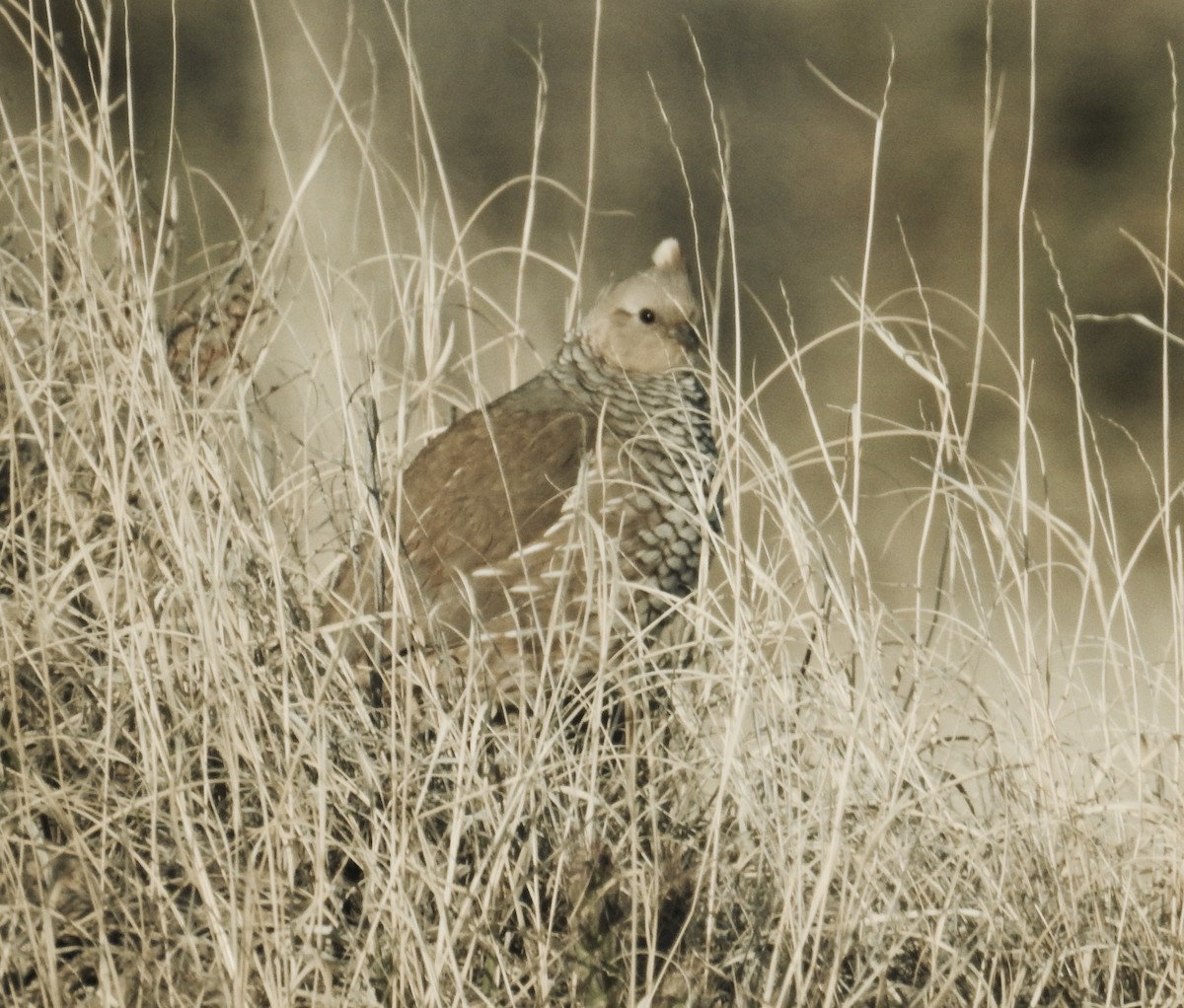 Scaled Quail - ML310468821