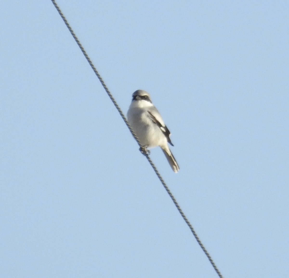 Loggerhead Shrike - ML310468831