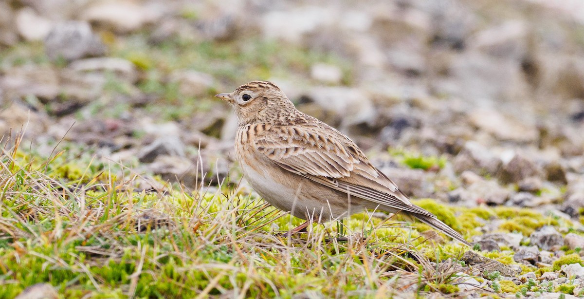 Eurasian Skylark - ML310469411