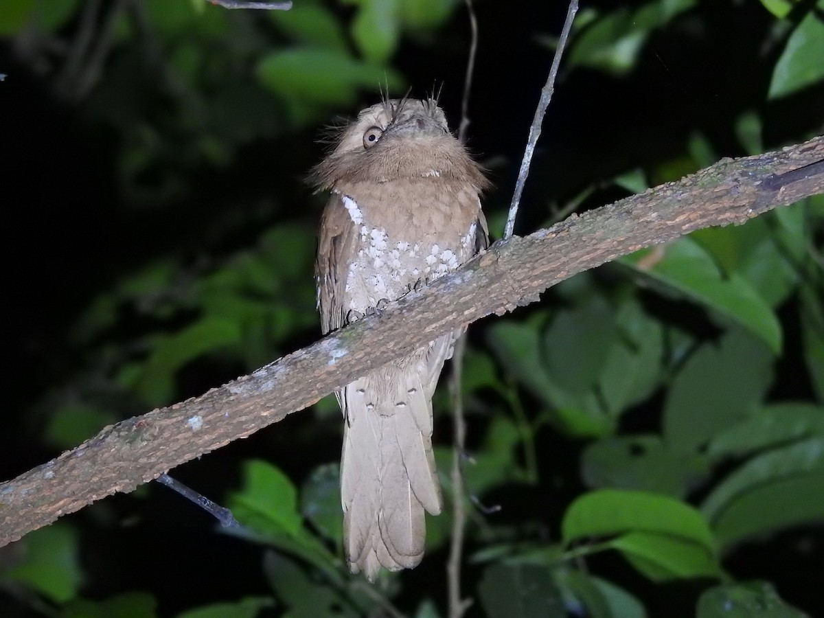 Sri Lanka Frogmouth - ML310470661