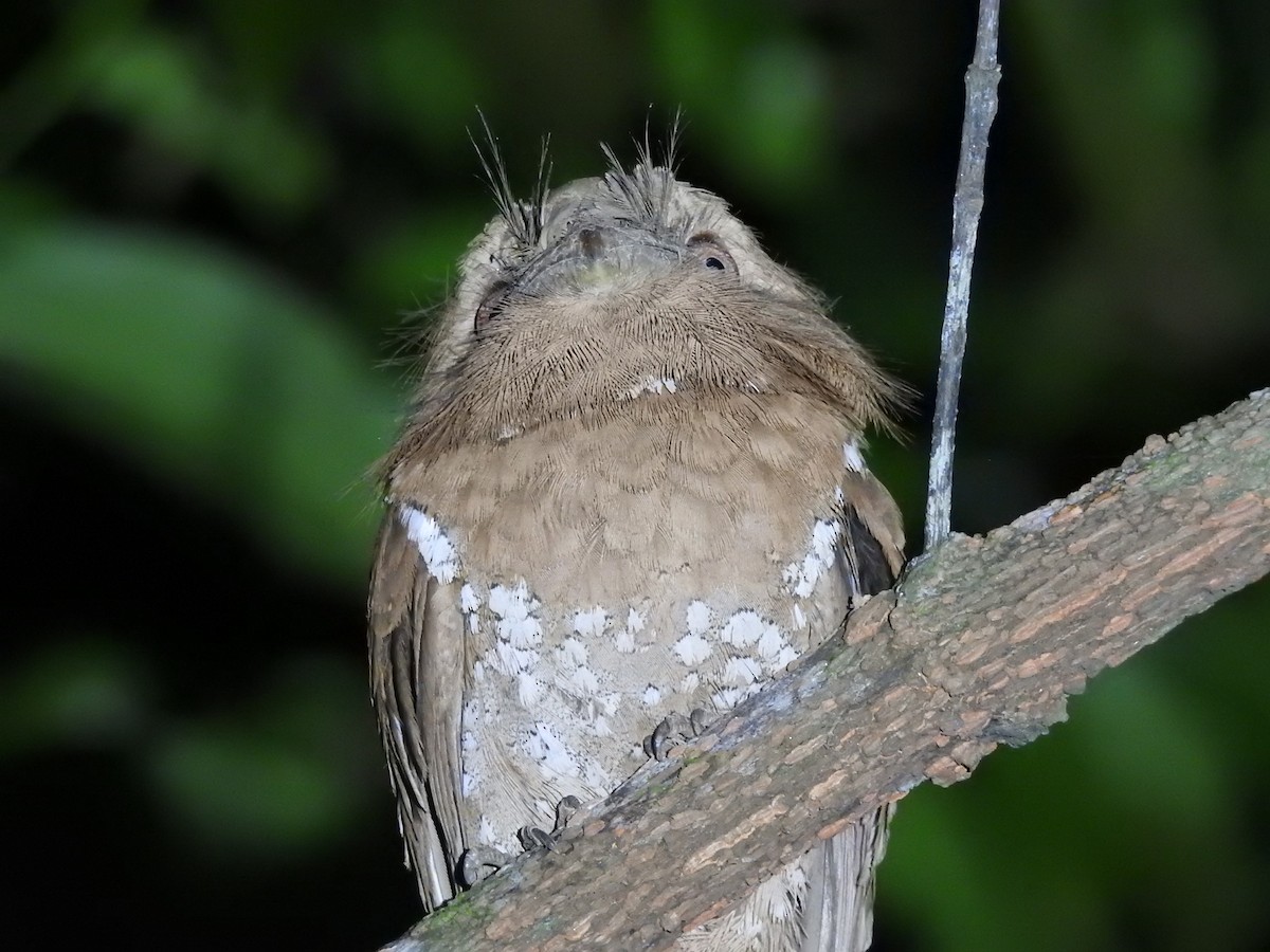 Sri Lanka Frogmouth - ML310470671