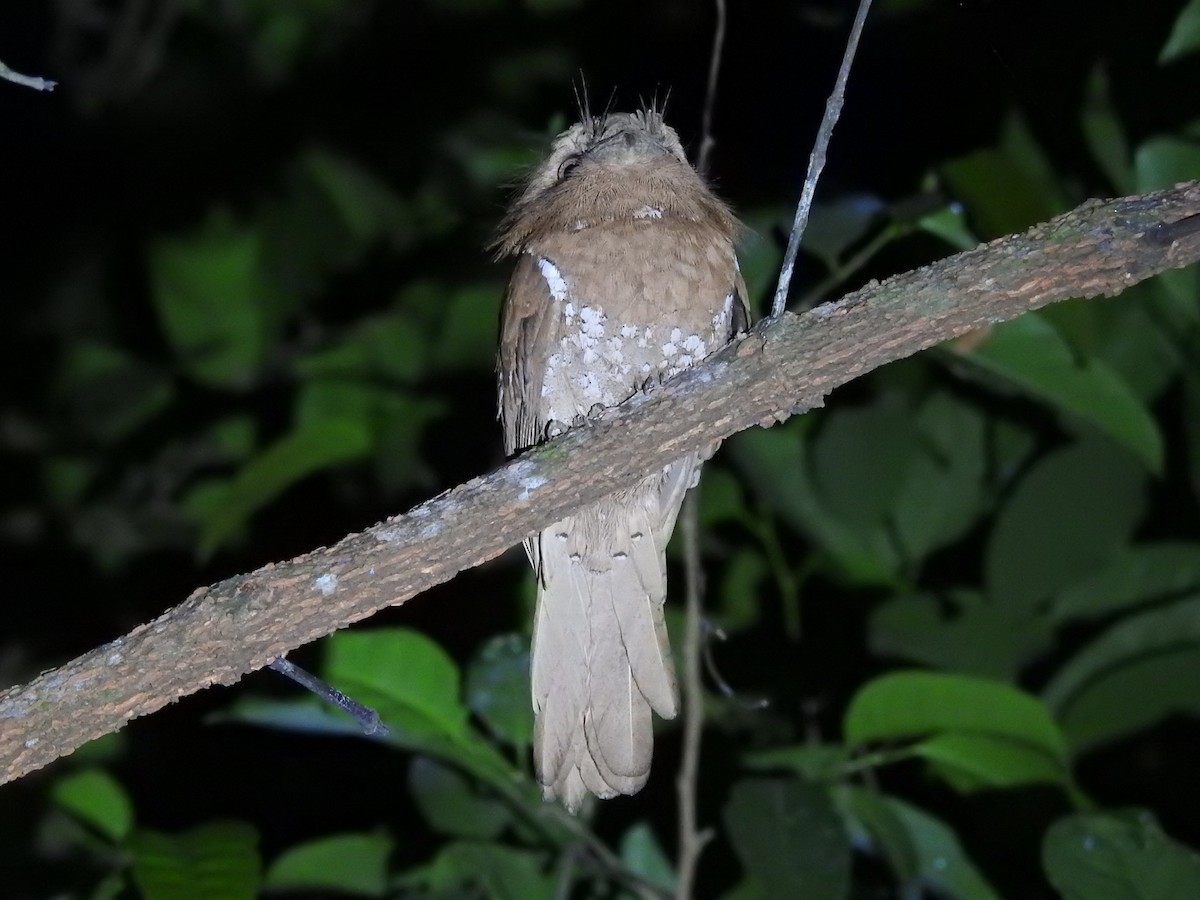 Sri Lanka Frogmouth - ML310470851