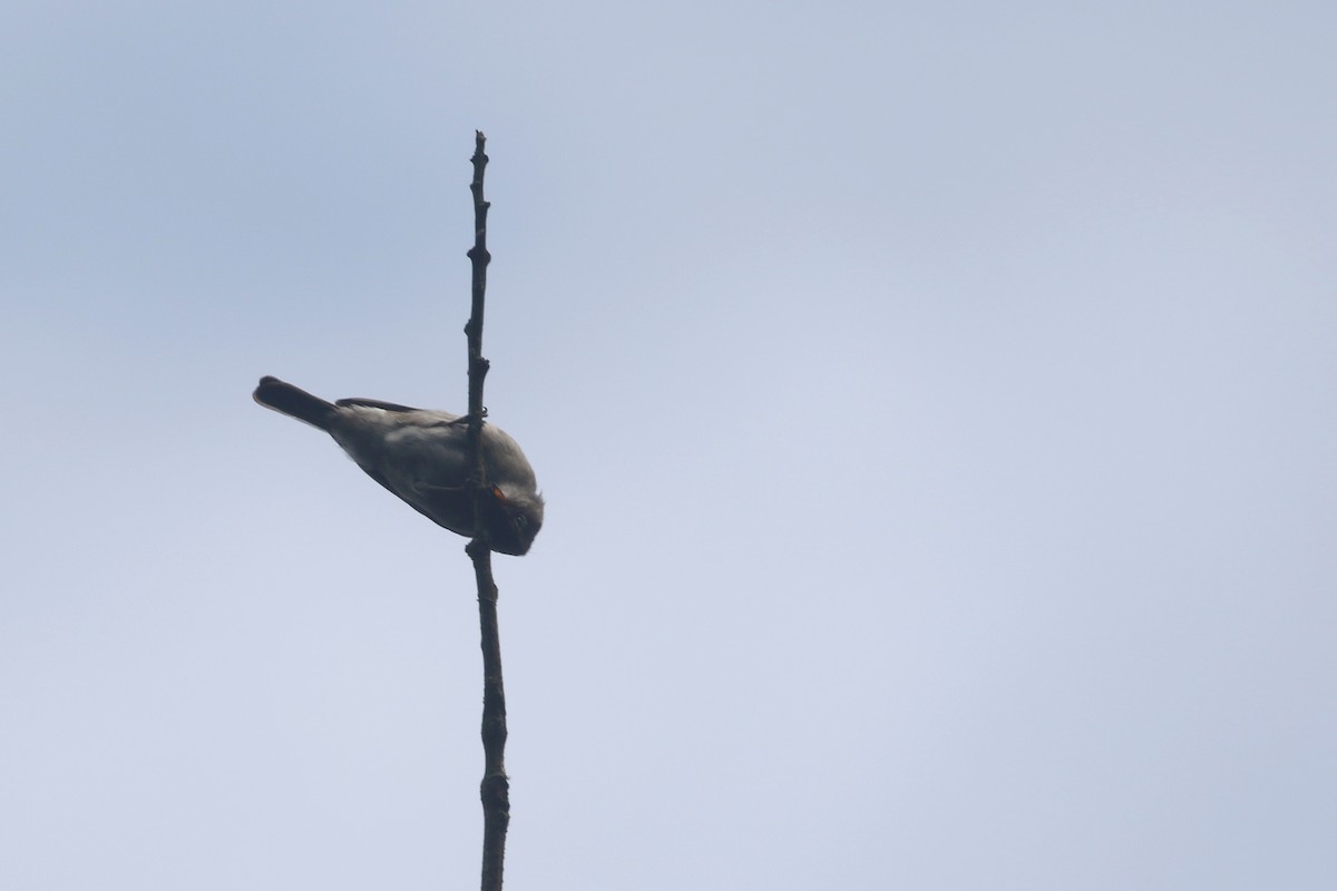 Chapin's Flycatcher (Chapin's) - ML310471271