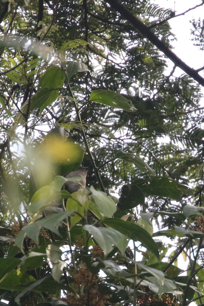 Chapin's Flycatcher (Chapin's) - ML310471281