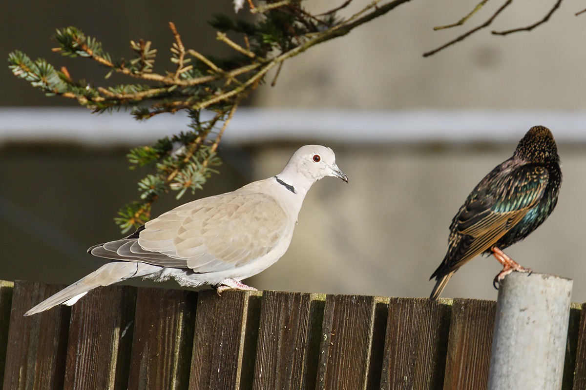 Eurasian Collared-Dove - Yann Kolbeinsson