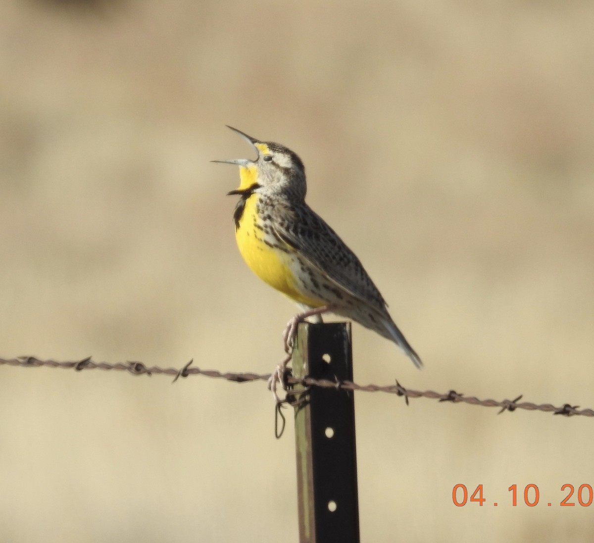 Western Meadowlark - ML310471761