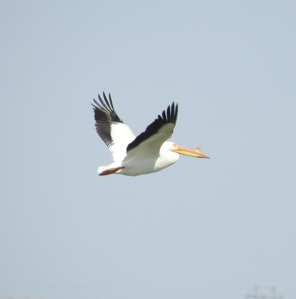 American White Pelican - ML310474401