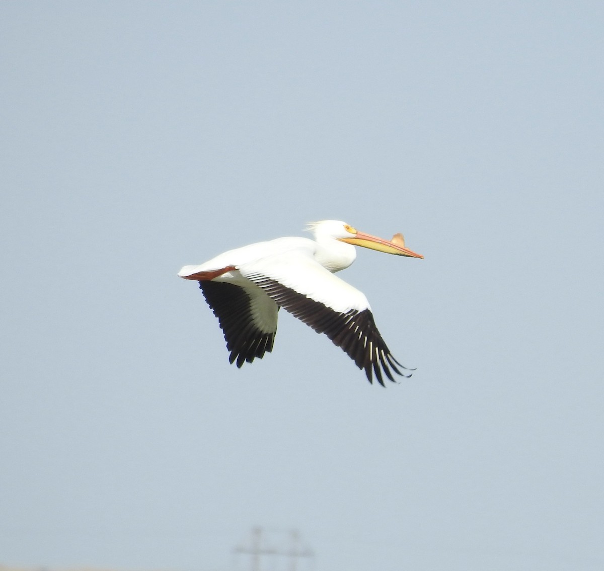 American White Pelican - ML310474411