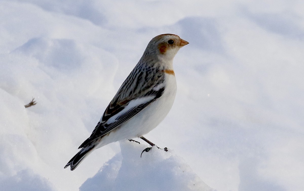 Snow Bunting - Joan Burns