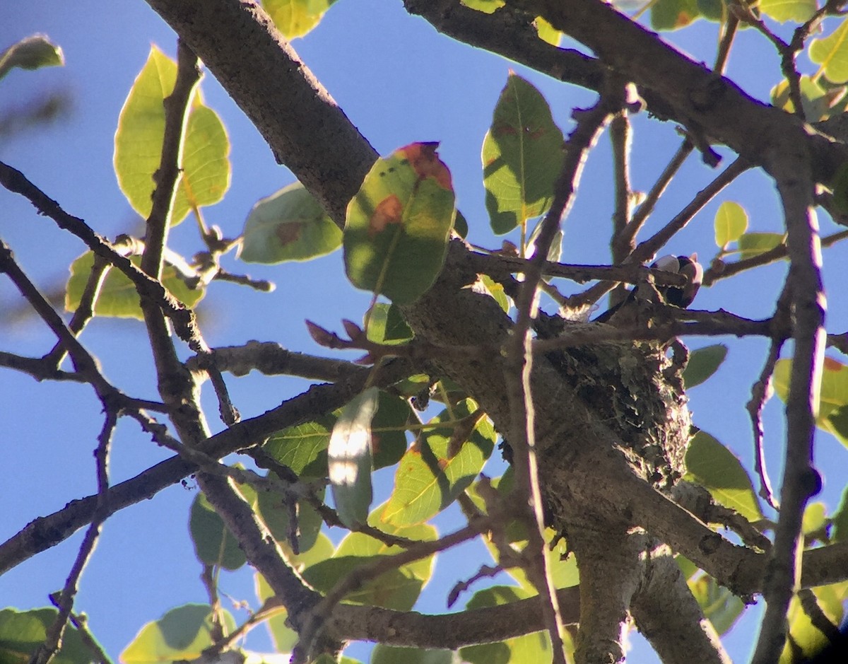 Anna's Hummingbird - ML310479581