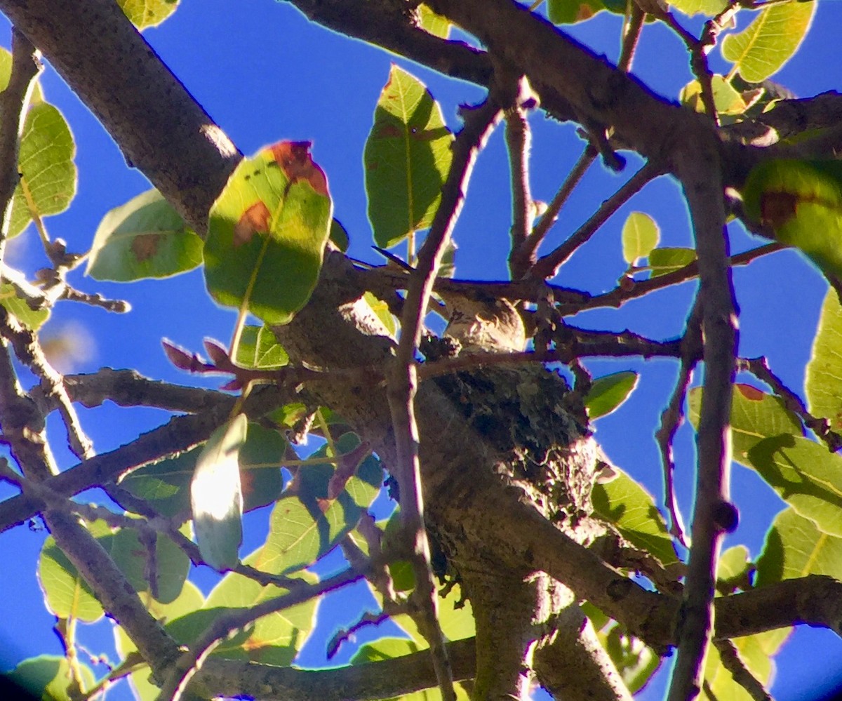 Anna's Hummingbird - ML310479591