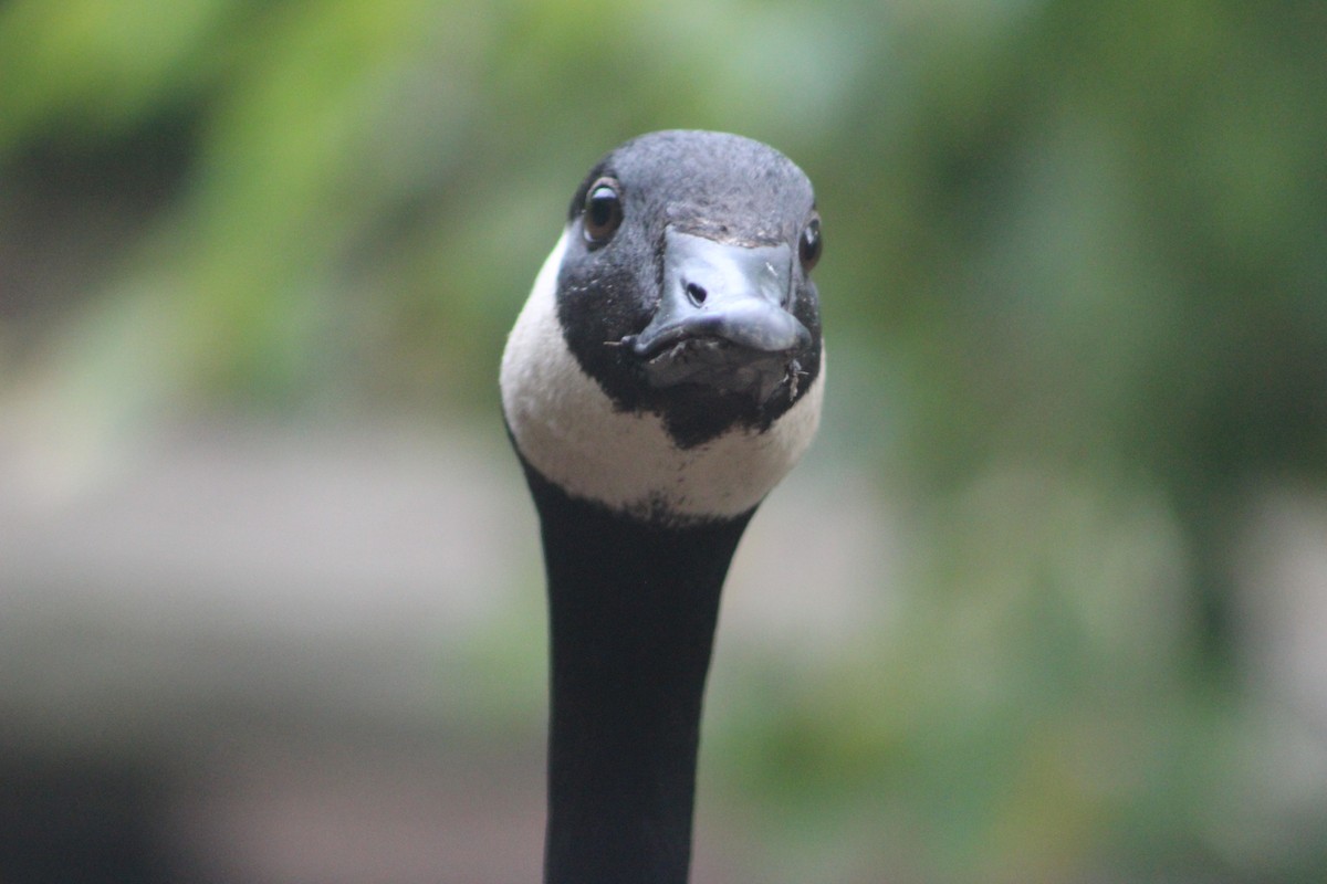 Canada Goose - Marie Chappell