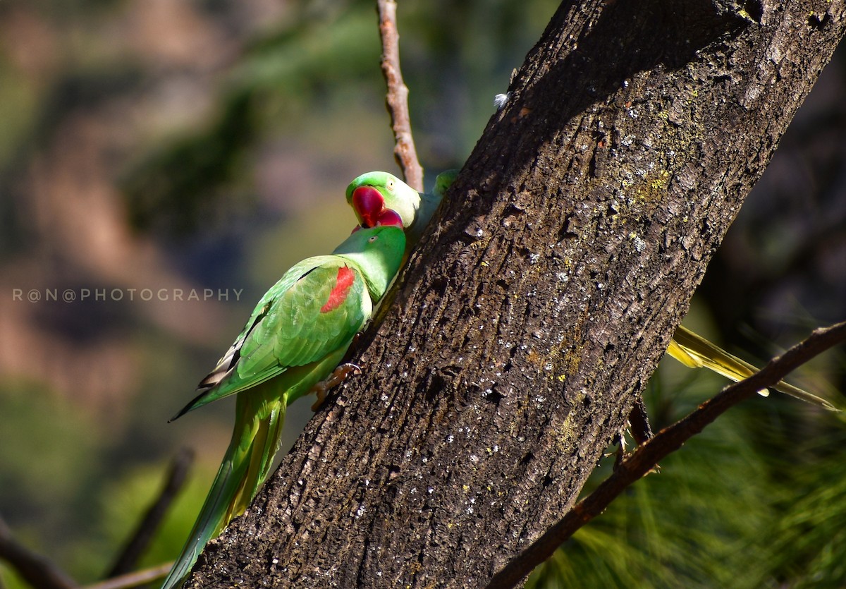 Alexandrine Parakeet - ML310482051