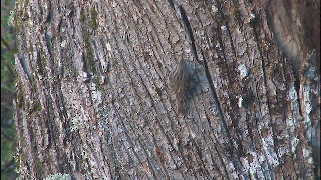 Short-toed Treecreeper - ML310483821