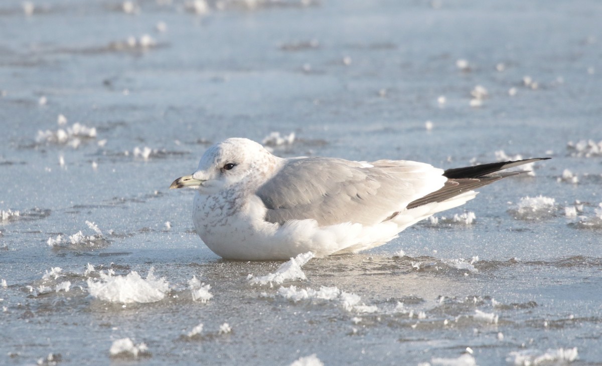 Common Gull - ML310484051