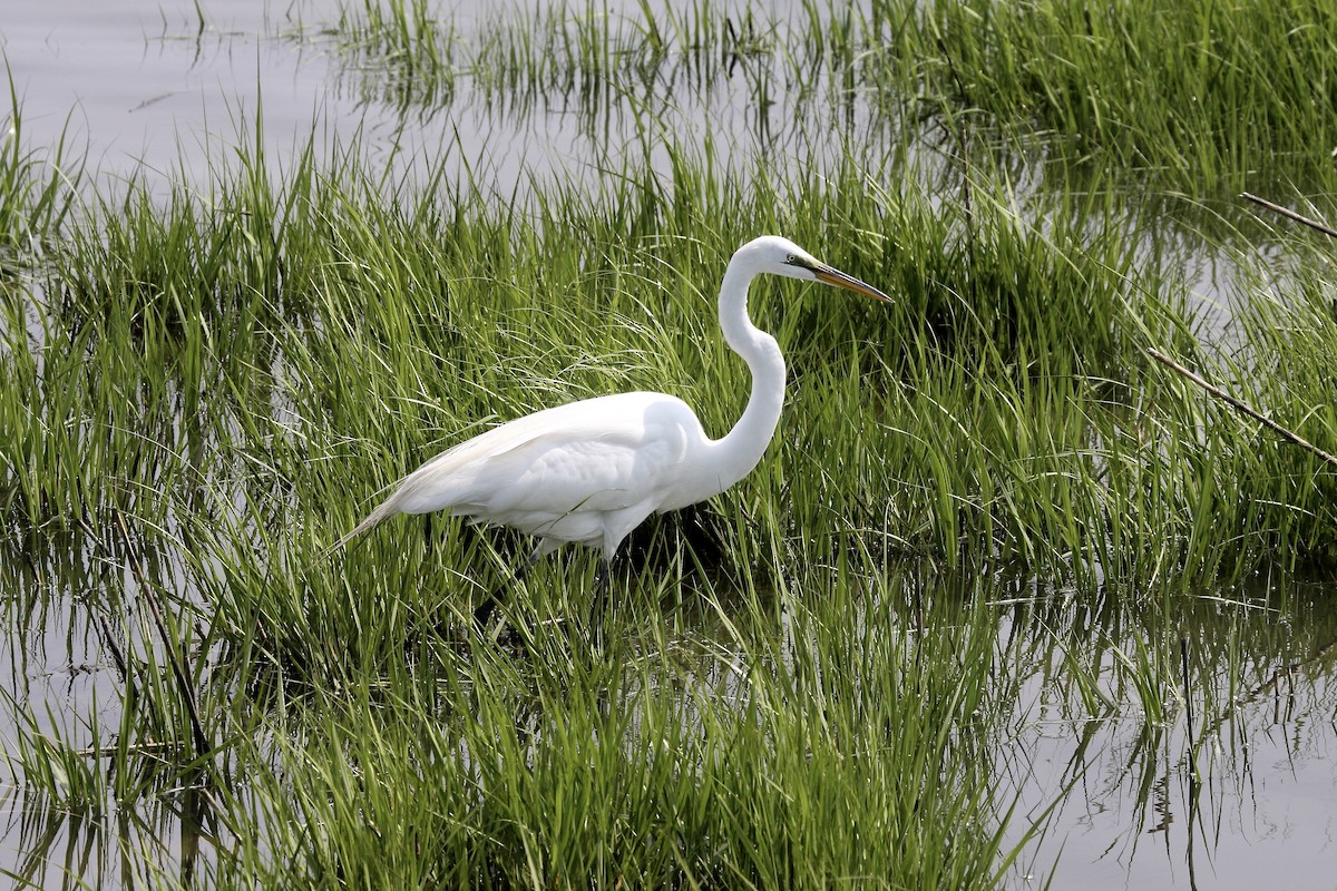 Great Egret - ML310485231