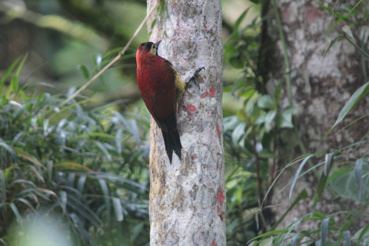Crimson-mantled Woodpecker - José María Loaiza Bosmediano