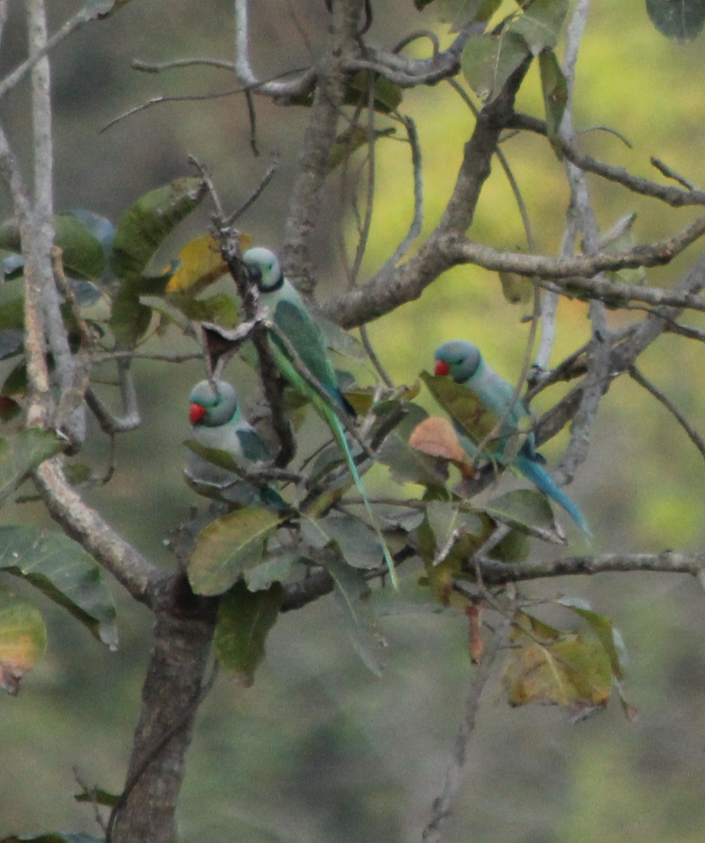 Malabar Parakeet - ML310486061