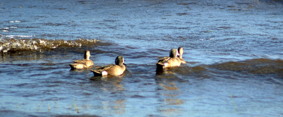 Blue-winged Teal - Rene Salvador Mena Guzman