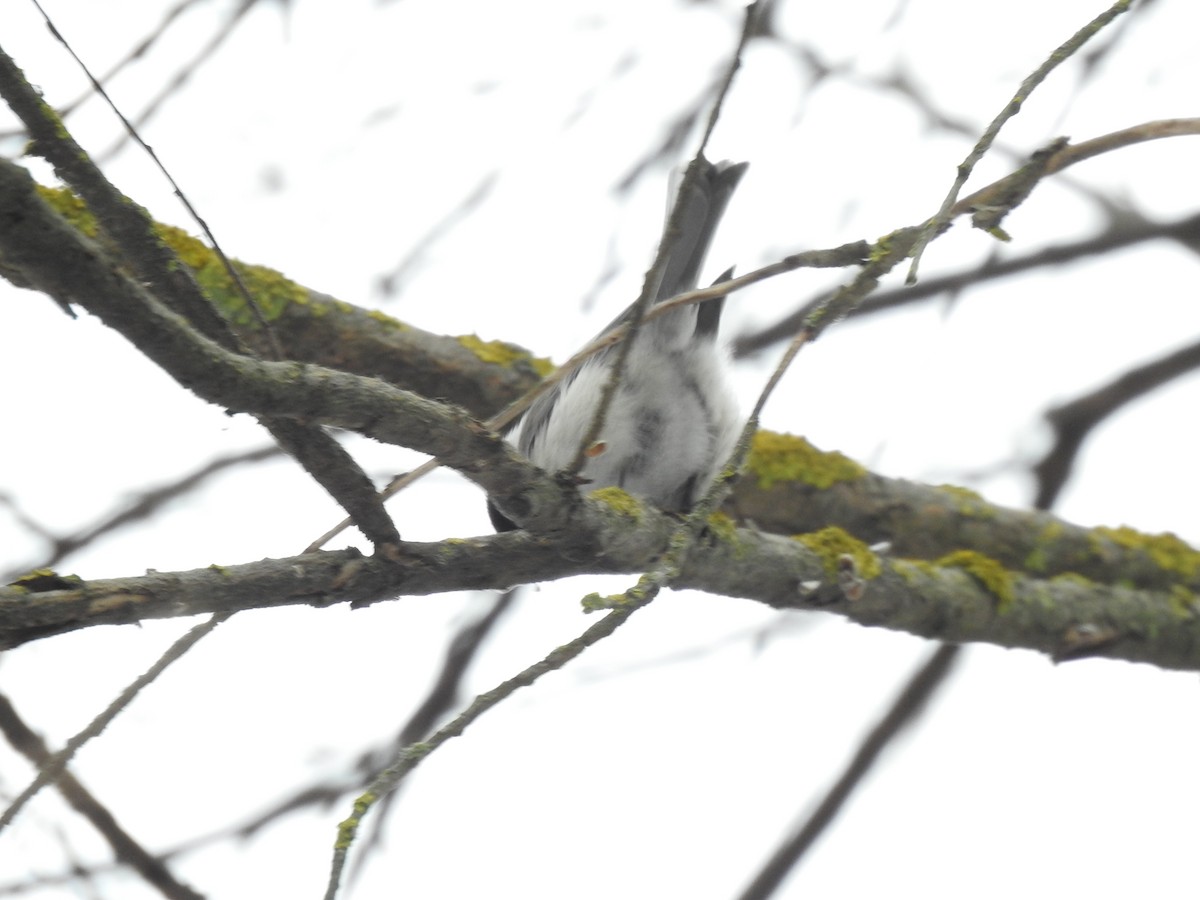 Marsh Tit - ML310488821