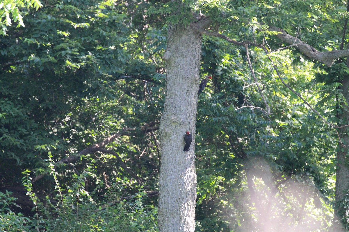 Pileated Woodpecker - ML31049301