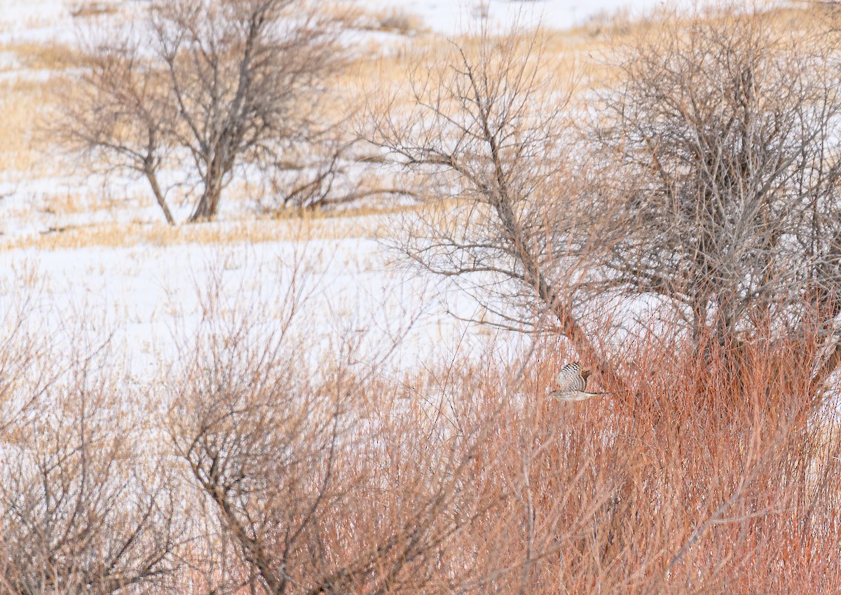 Cooper's Hawk - ML310494391