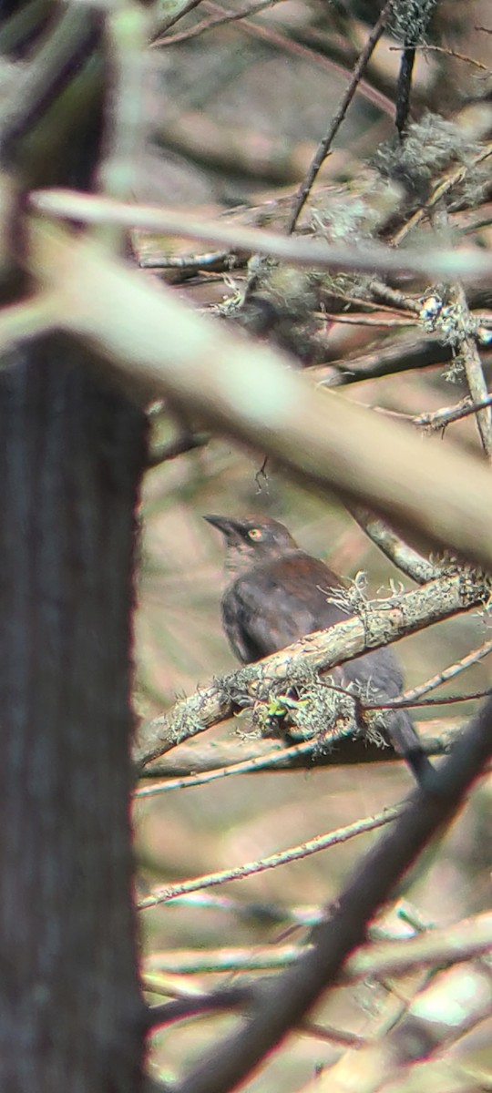Rusty Blackbird - ML310494531