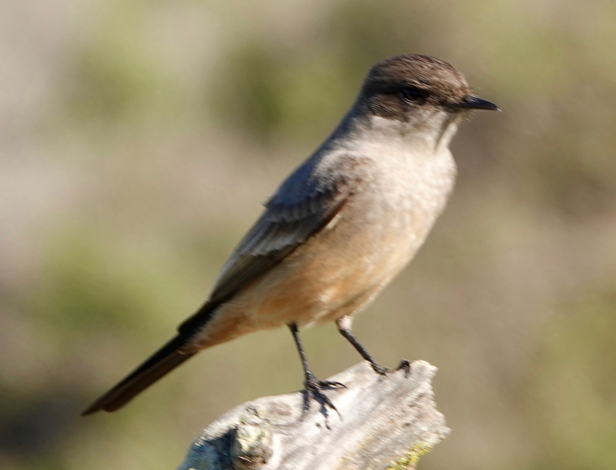 Say's Phoebe - ML310494981