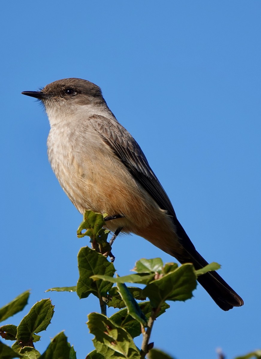 Say's Phoebe - ML310495031