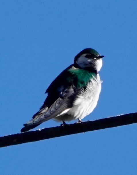 Violet-green Swallow - ML310495161