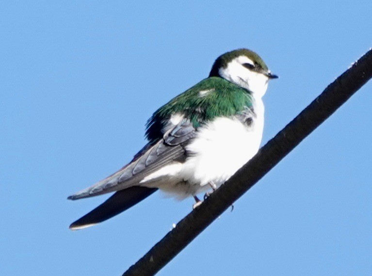 Violet-green Swallow - John Murnane