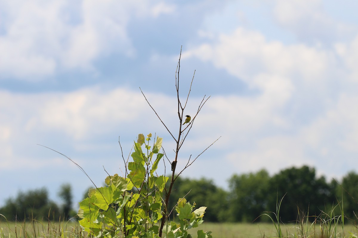 Common Yellowthroat - ML31049521